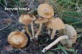 Inocybe hirtella-amf1007
